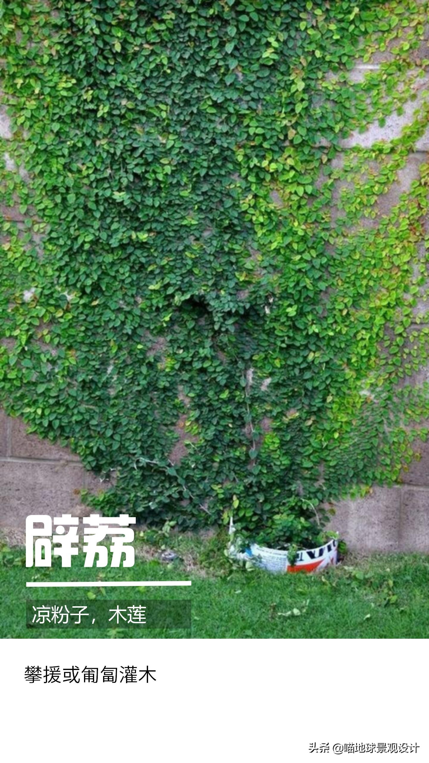 意大利常见的爬藤植物,25种爬藤植物