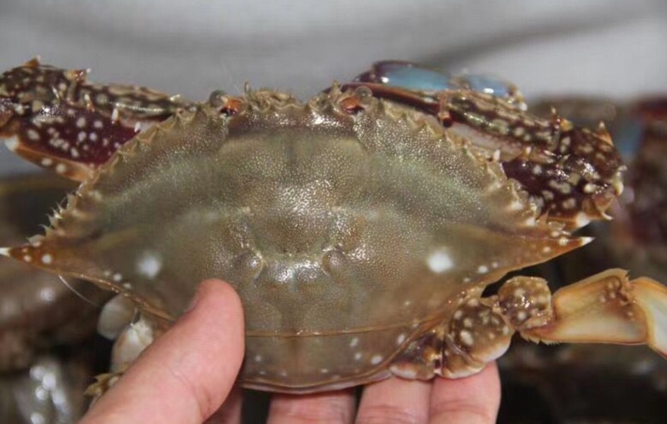 买到这样的梭子蟹千万别吃不新鲜,渔民挑梭子蟹的技巧分享给大家