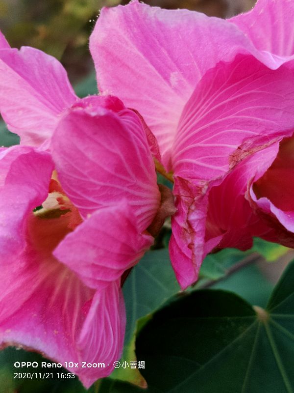 这种花通常用来比作美丽的女子，有人拿来做药，还有人当野菜吃