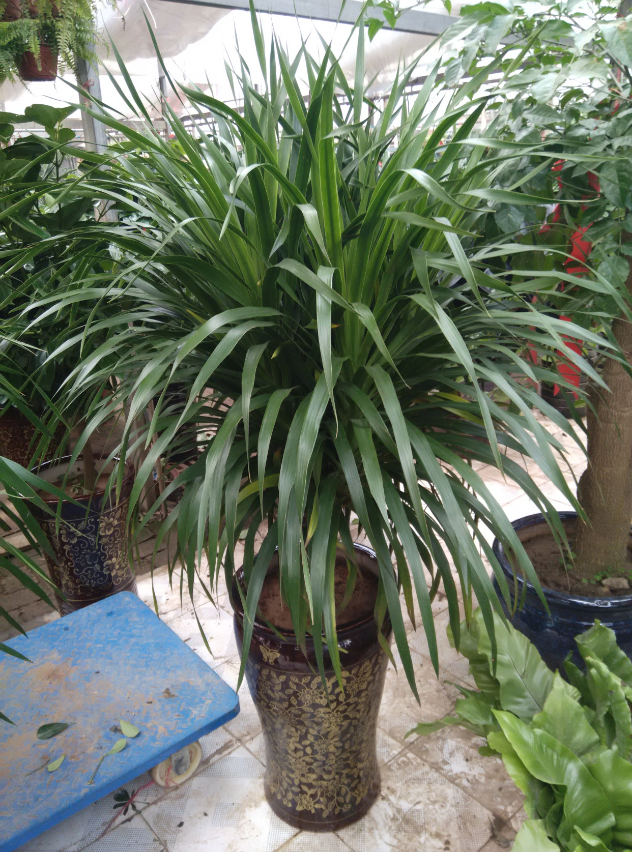 好养的盆栽花卉大全,人养花花