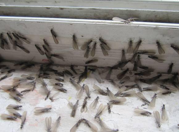 白蚁的种类和危害,白蚁的种类及防治方法