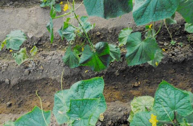 大棚蔬菜的蓟马怎么防治,大棚黄瓜蓟马各种虫害图片