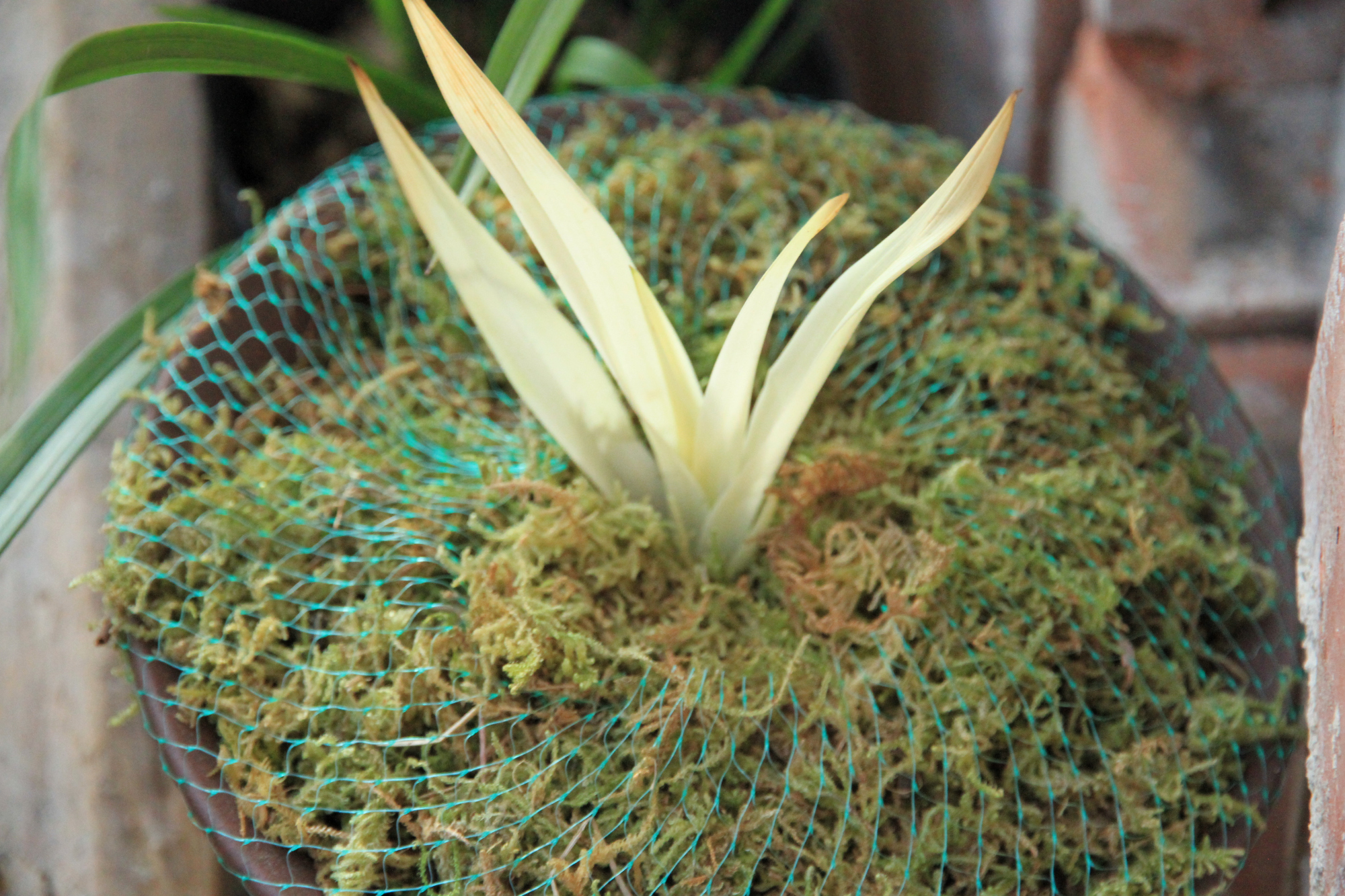 兰花龙根，另类的“赌石”，花上千去赌草，你愿意吗？