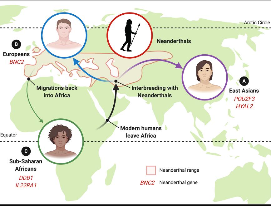 东亚人为什么有尼安德特人基因,尼安德特人和智人的混血