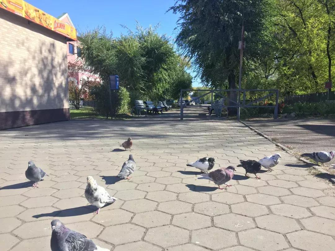 怎样从黑河去布拉戈维申斯克,从黑河去布拉戈维申斯克自由行