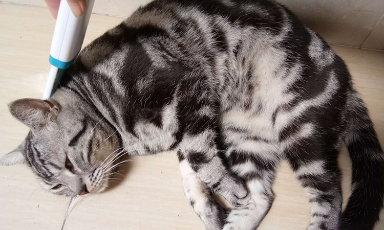 猫爱干净为什么还有跳蚤,猫爱干净的表现