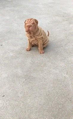 这只鹦鹉一直以为他是一只猴，所以每天都在重复做这个动作