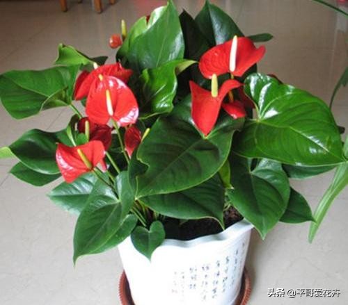 红掌开的花朵干枯发黑什么原因,红掌叶子发黑怎么办视频