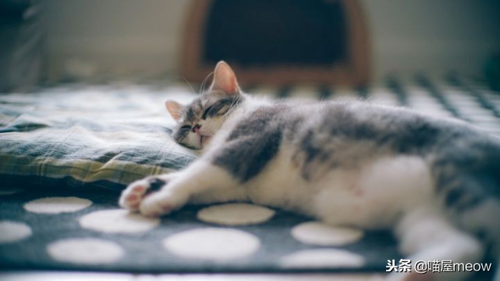 养猫必读的100种方法,养猫必知的10个知识