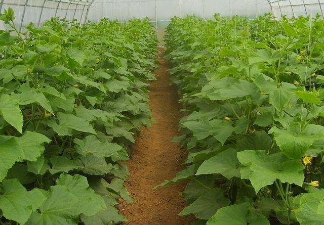 黄瓜霜霉病需要高温闷棚多少度,黄瓜霜霉病能高温闷棚吗