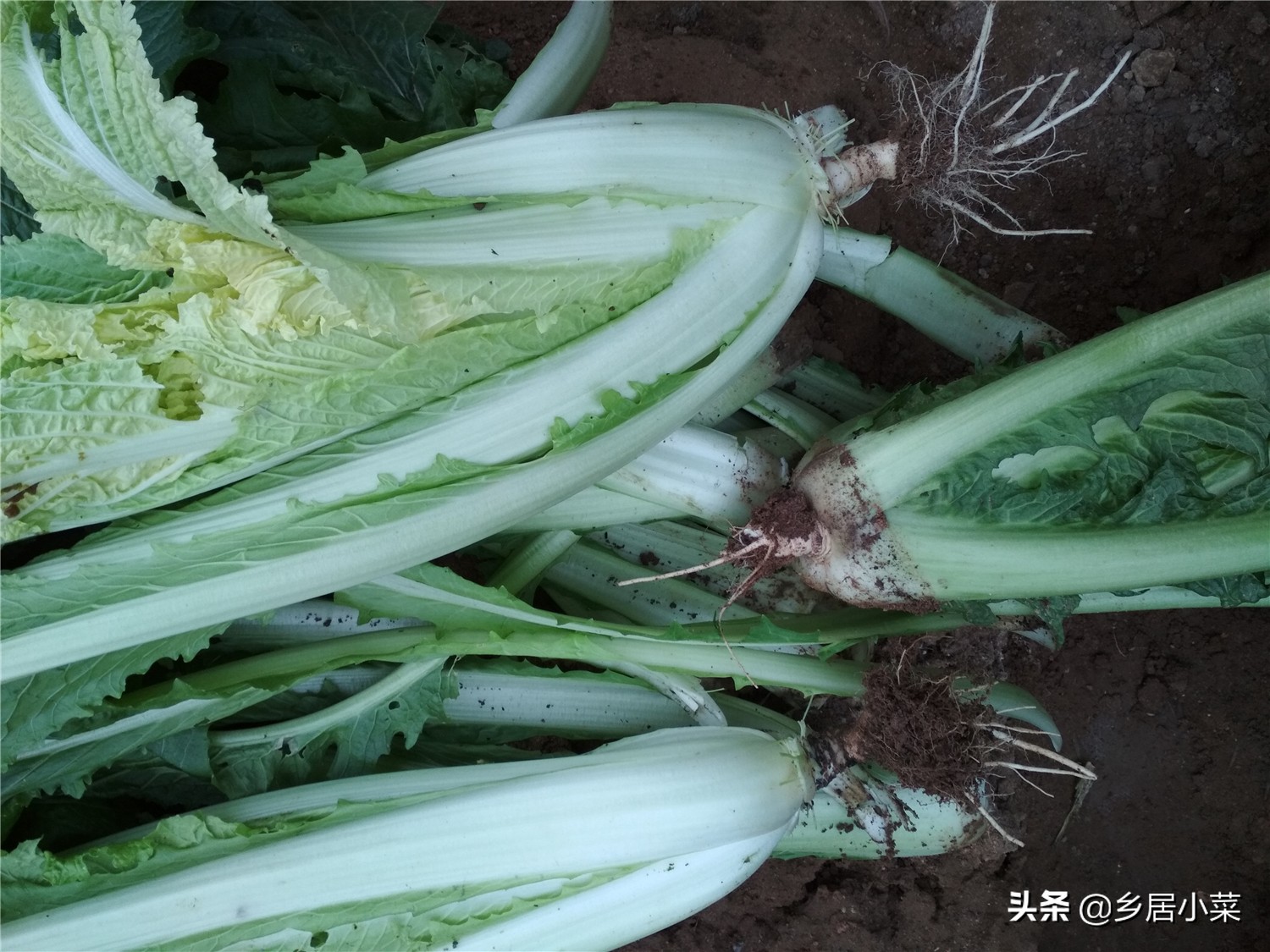 白菜上面有夜蛾幼虫怎么办,白菜上的白蛾怎么消灭