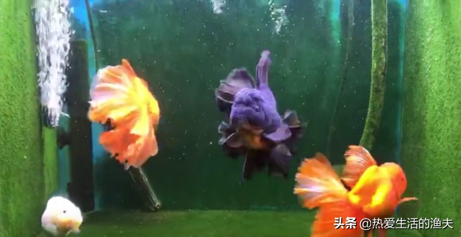 兰寿金鱼怎么喂长得快,金鱼怎么喂长得快