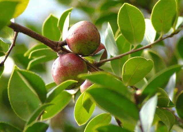 你知道“油茶树”吗？很多北方人都没见过