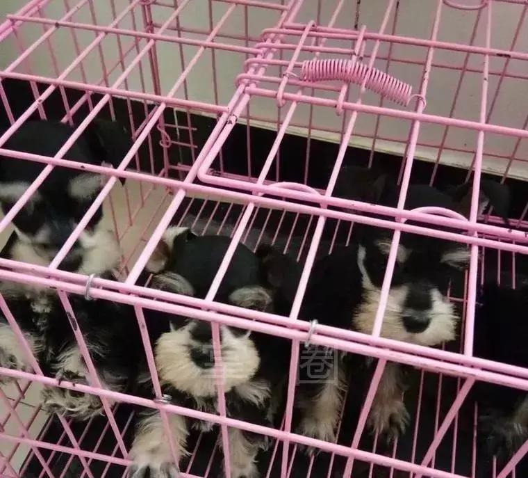 闃垮厠鑻忓啘鏋楃墽鍓笖杞,闄勮繎45宀佽嚦55宀佹嫑宸ラ樋鍏嬭嫃