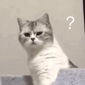 猫咪贫血可以输液了吗,猫咪贫血吃补血肝精多久能好