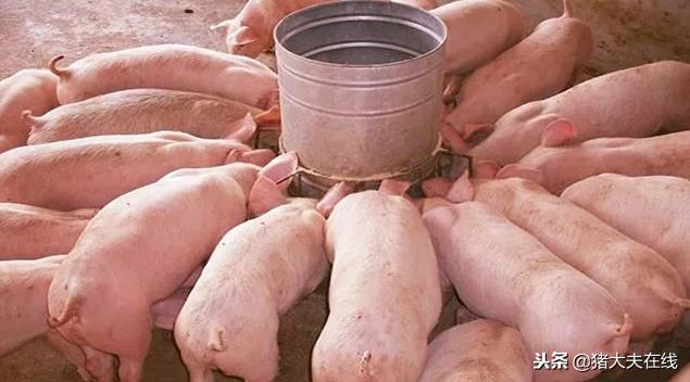 育肥猪饲养面积管理规定,规模化猪场的管理方法