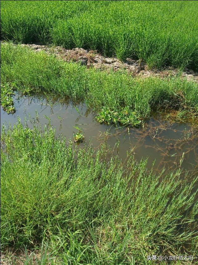 小龙虾塘口伊乐藻水草什么时候种,伊乐藻可以养高温虾吗