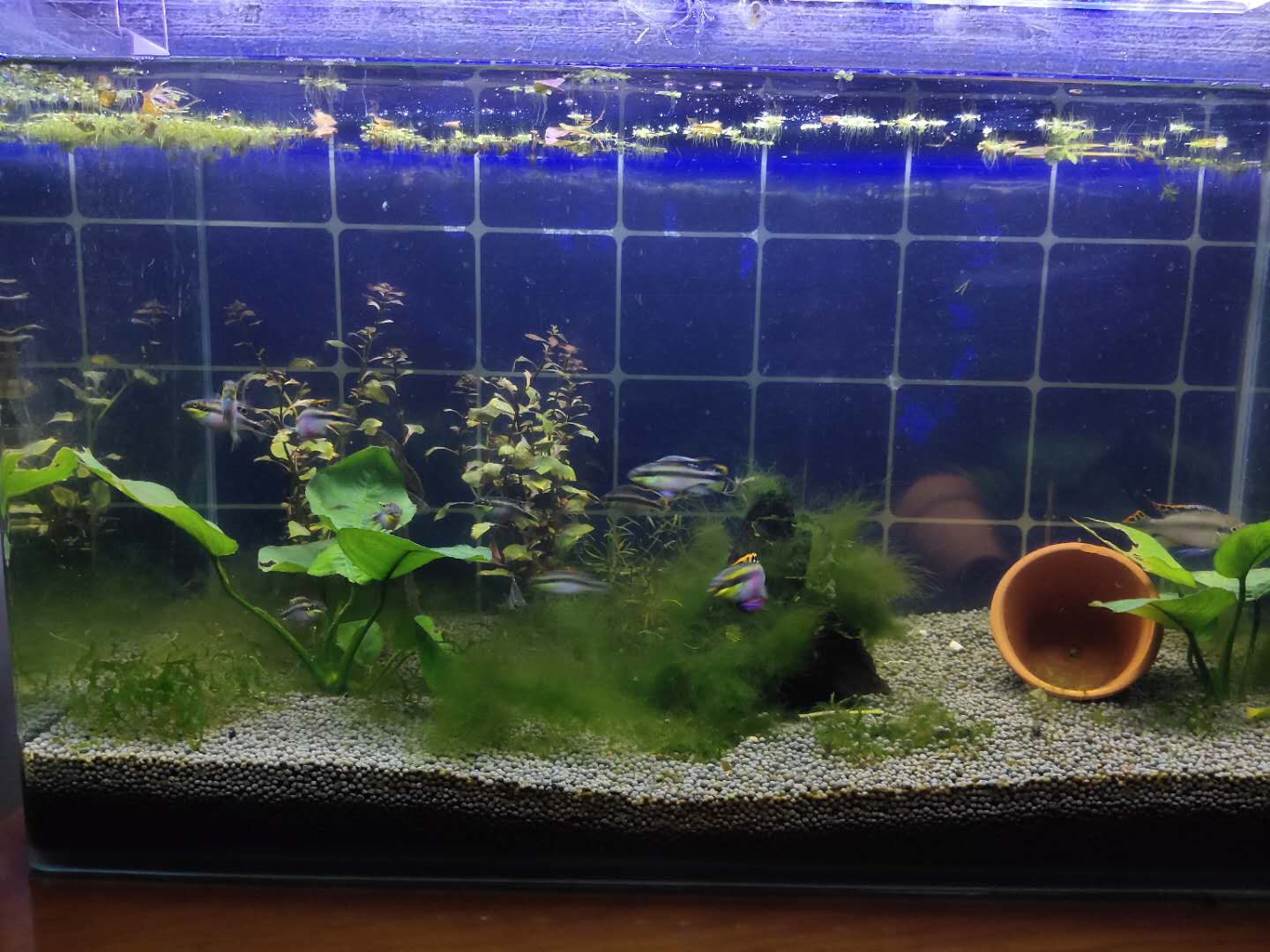 观赏鱼讲解新鱼如何入缸,新入缸的观赏鱼怎么看好坏