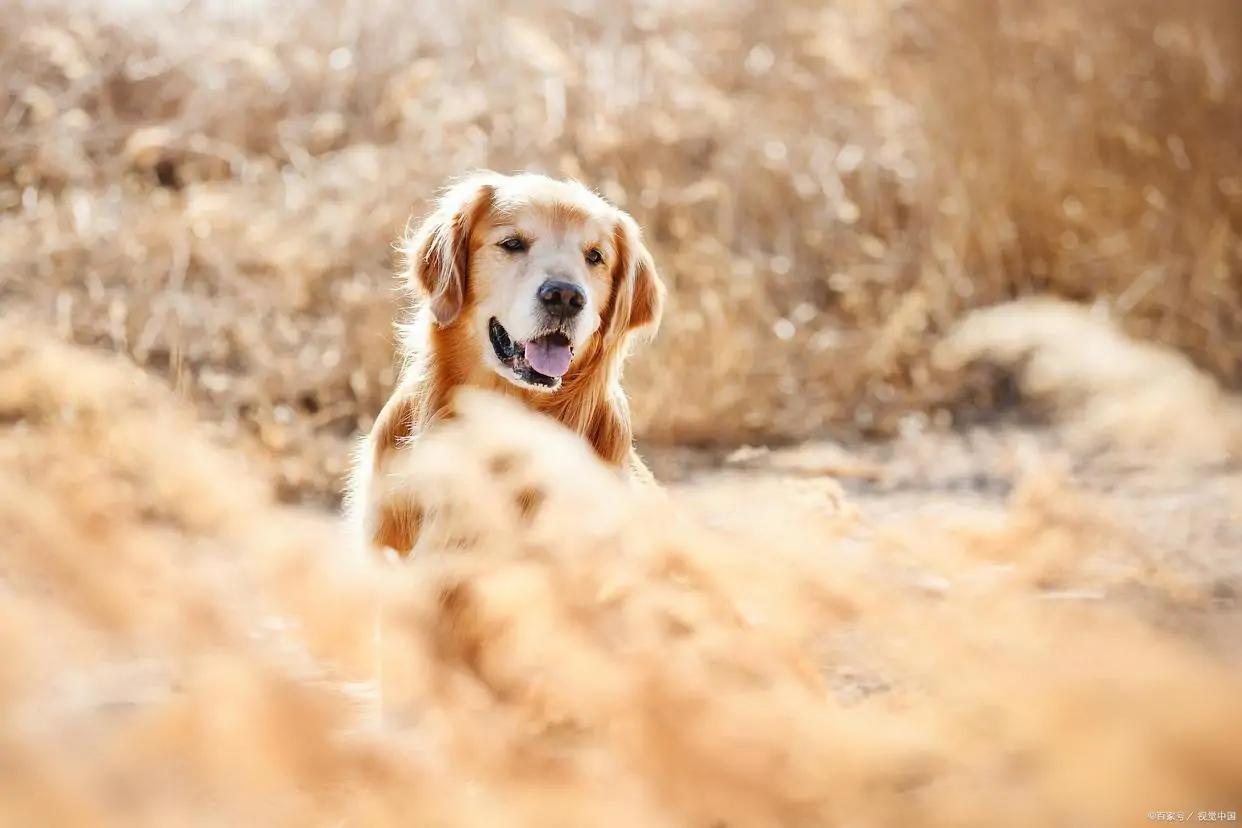 金毛呕吐不吃东西没精神怎么回事,金毛幼犬拉肚子呕吐该喂什么东西