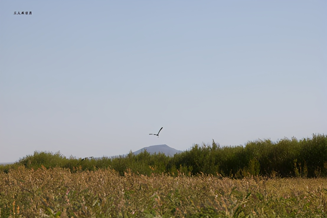 森林公园白鸟湖,乘风湖百鸟乐园