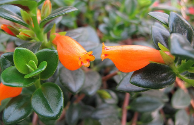 金鱼吊兰为什么叫金鱼吊兰呢,红金鱼吊兰和黄金鱼吊兰的区别