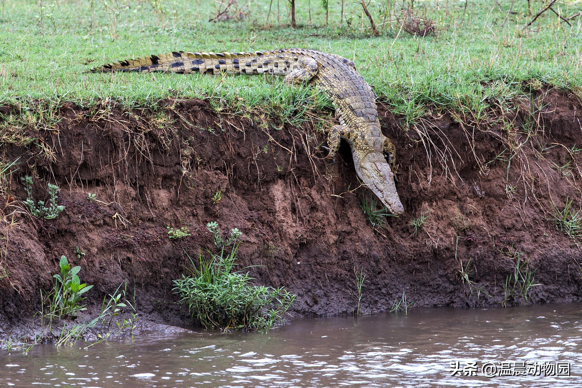 鳄鱼是冷血动物真的养不熟嘛,最大的鳄鱼湾鳄和尼罗鳄