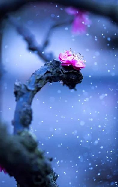 诗句梅花香自苦寒来的前句是什么,雪梅最好的五首诗