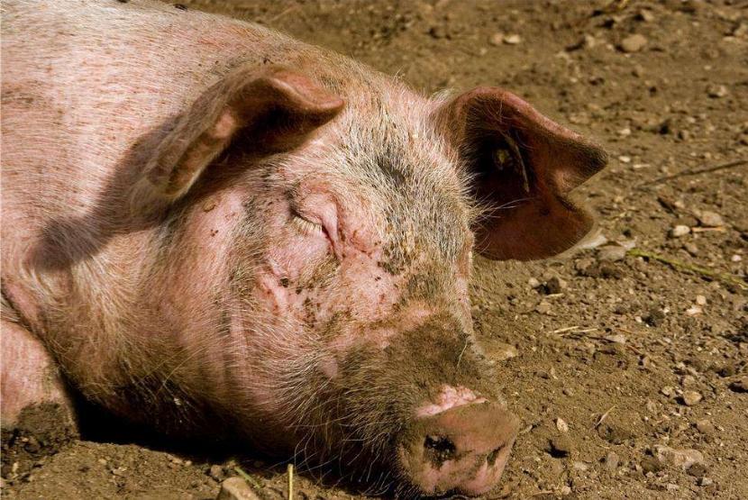 家里的猪不吃食怎么办,猪低温不吃食没精神怎么办