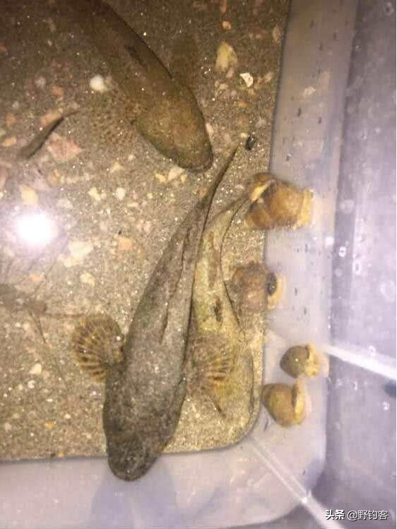 沙塘鳢可以作为观赏鱼吗,常见河鱼沙塘鳢