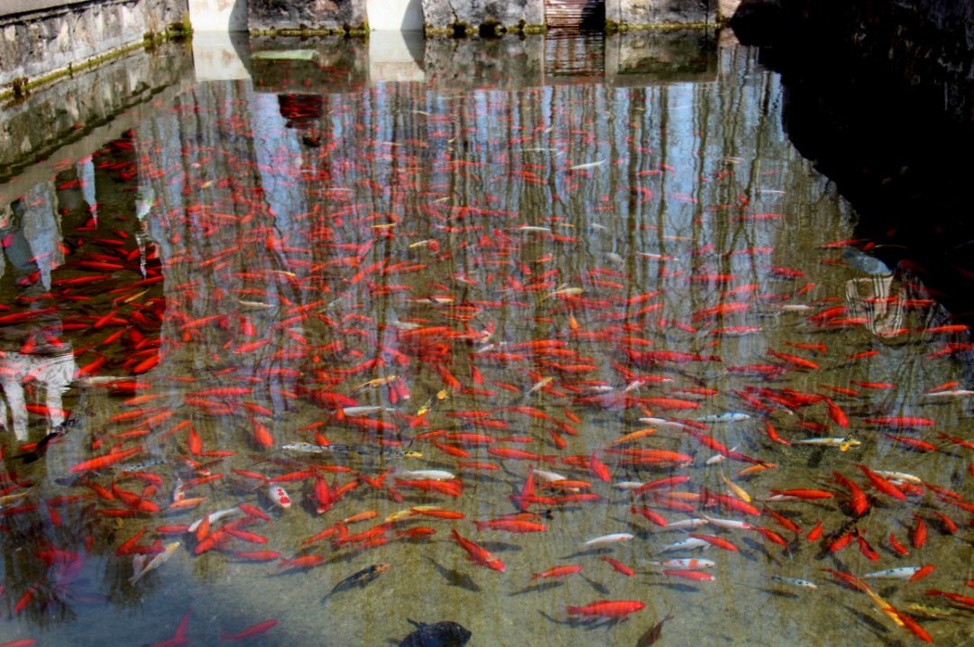 美丽乡村百花节,美丽乡村山花节