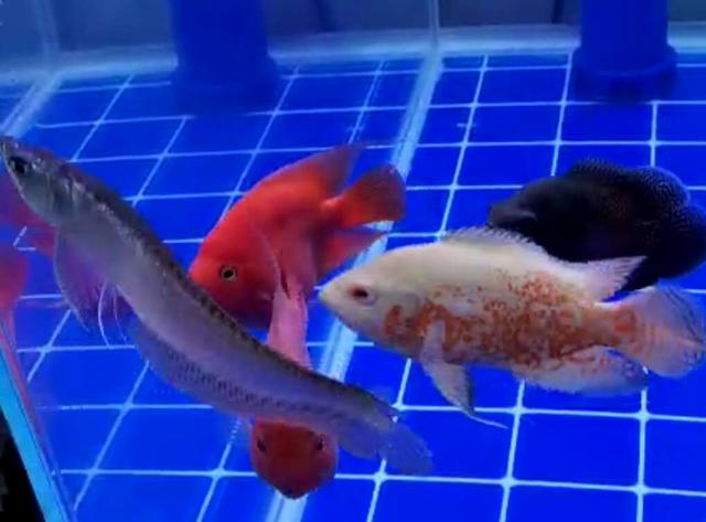 陶瓷环细菌球可以直接放鱼缸里吗,细菌屋陶瓷环直接放鱼缸里可以吗