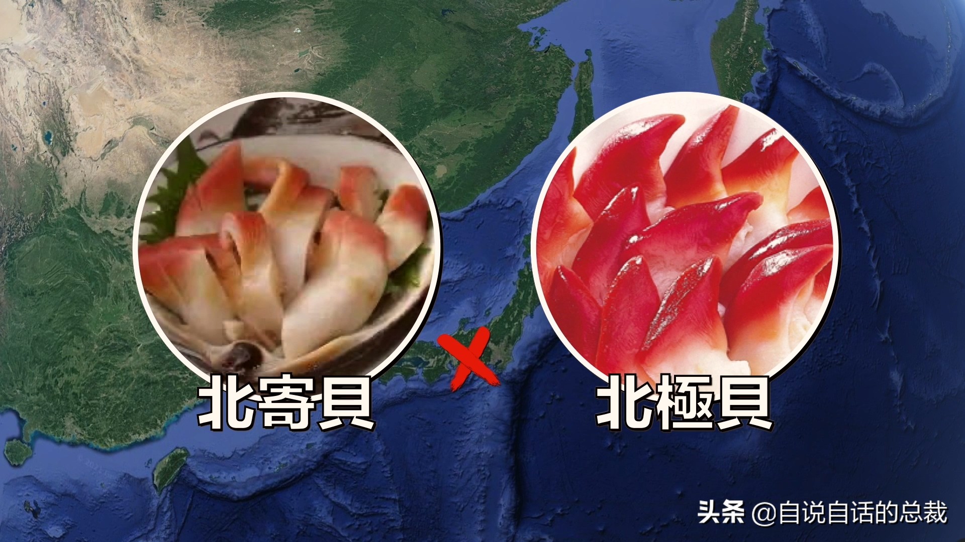 蛤、蚶、蛏、蚝、蚬有什么区别？这是一群美味海怪与人类的故事