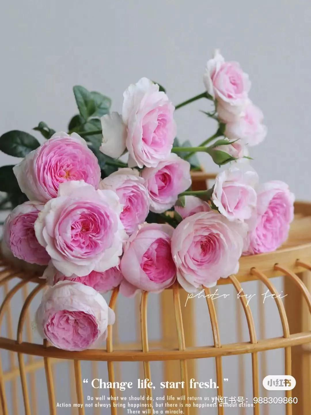 获得worldrose的12款月季品种,露台月季品种推荐