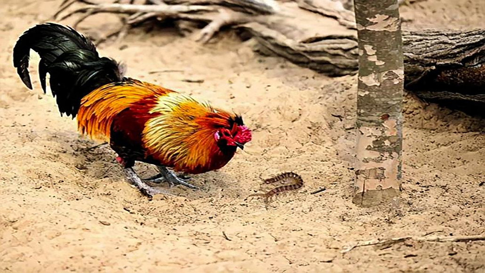 为什么蜈蚣带毒却毒不死大公鸡,五毒中的蜈蚣为什么毒不死公鸡