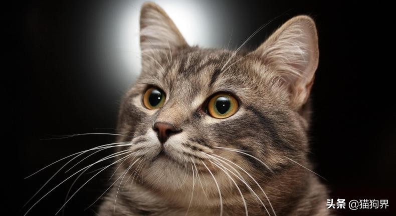 猫咪身上很臭为什么它都不舔毛,为什么猫咪不洗澡也不会臭