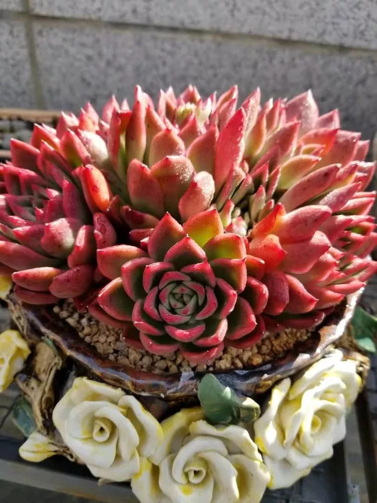 爱机车，爱多肉，宝妈花姐的诗和远方