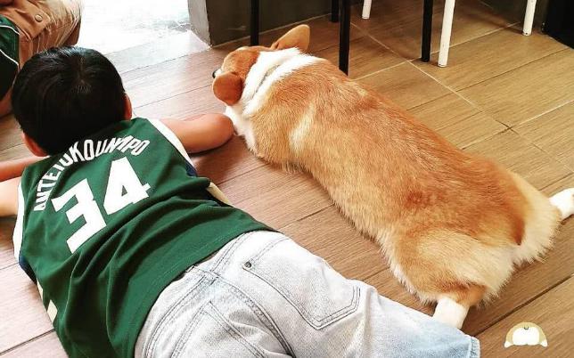 柯基养母,为什么劝你养泰迪犬不要养比熊犬