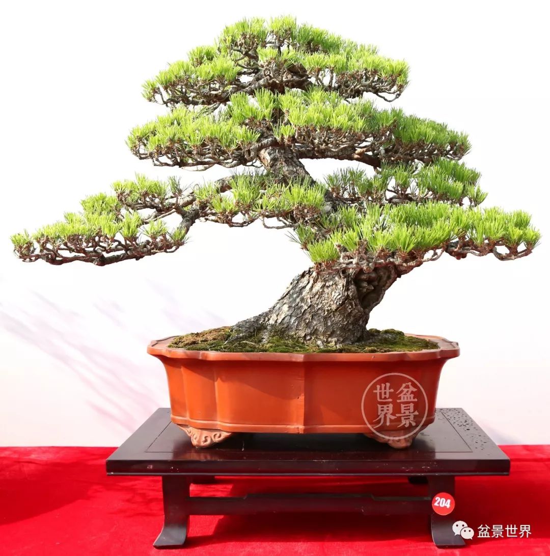 不可多得的黑松盆景素材,富贵大气的盆景有哪些