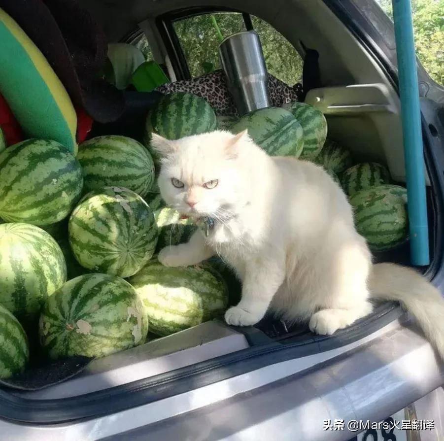 中国人能自由吃瓜，离不开这位“甜瓜女王”