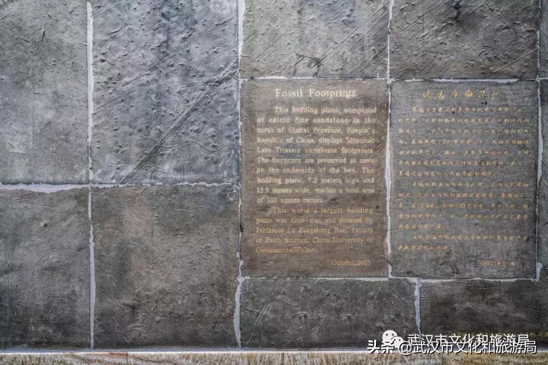 武汉奇特博物馆,武汉奇妙博物馆