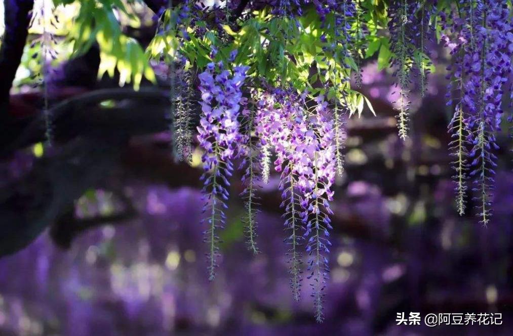 地上挖出来的紫藤如何种盆栽,紫藤盆栽的养殖技术和管理方法