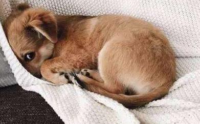 狗狗老是舔人代表什么意思,狗狗舔人意味着什么意思