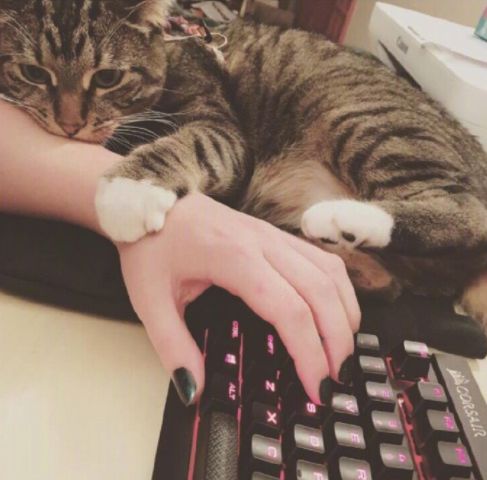 养猫党的十件事,新手养猫必须做的十件事