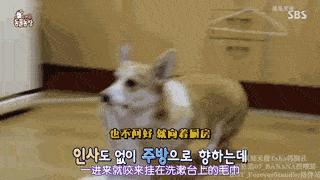 防止狗狗爪子干裂的方法,狗狗脚掌干裂可以擦凡士林吗