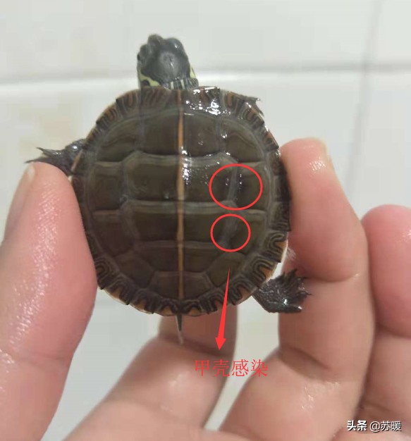 乌龟腐甲腐皮最佳治疗方法,乌龟脱皮和水霉病的区别