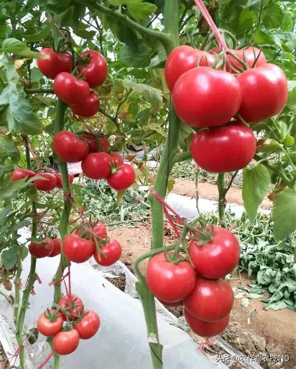 番茄界的“杀手”TY病毒和褪绿病毒，怎么对付？