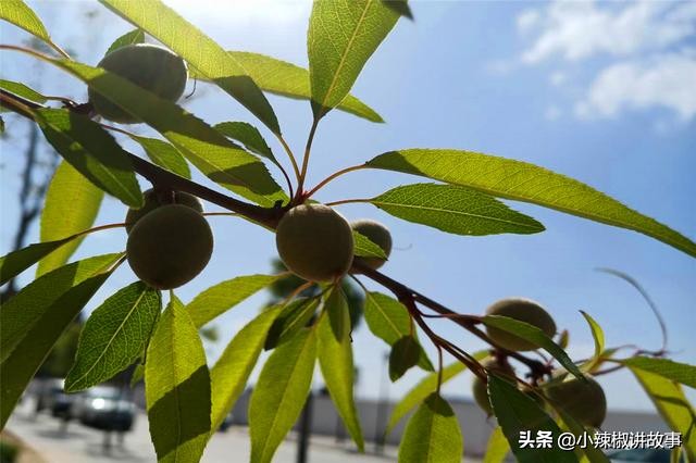 故事樱桃和辣椒,故事樱桃