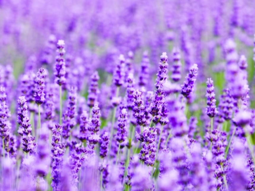 芳香皇后——植物非试管高效快繁技术快速繁殖太空薰衣草