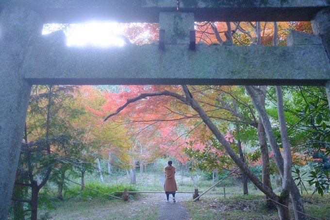 京都赏枫2022,京都赏枫必去景点有哪些好玩的