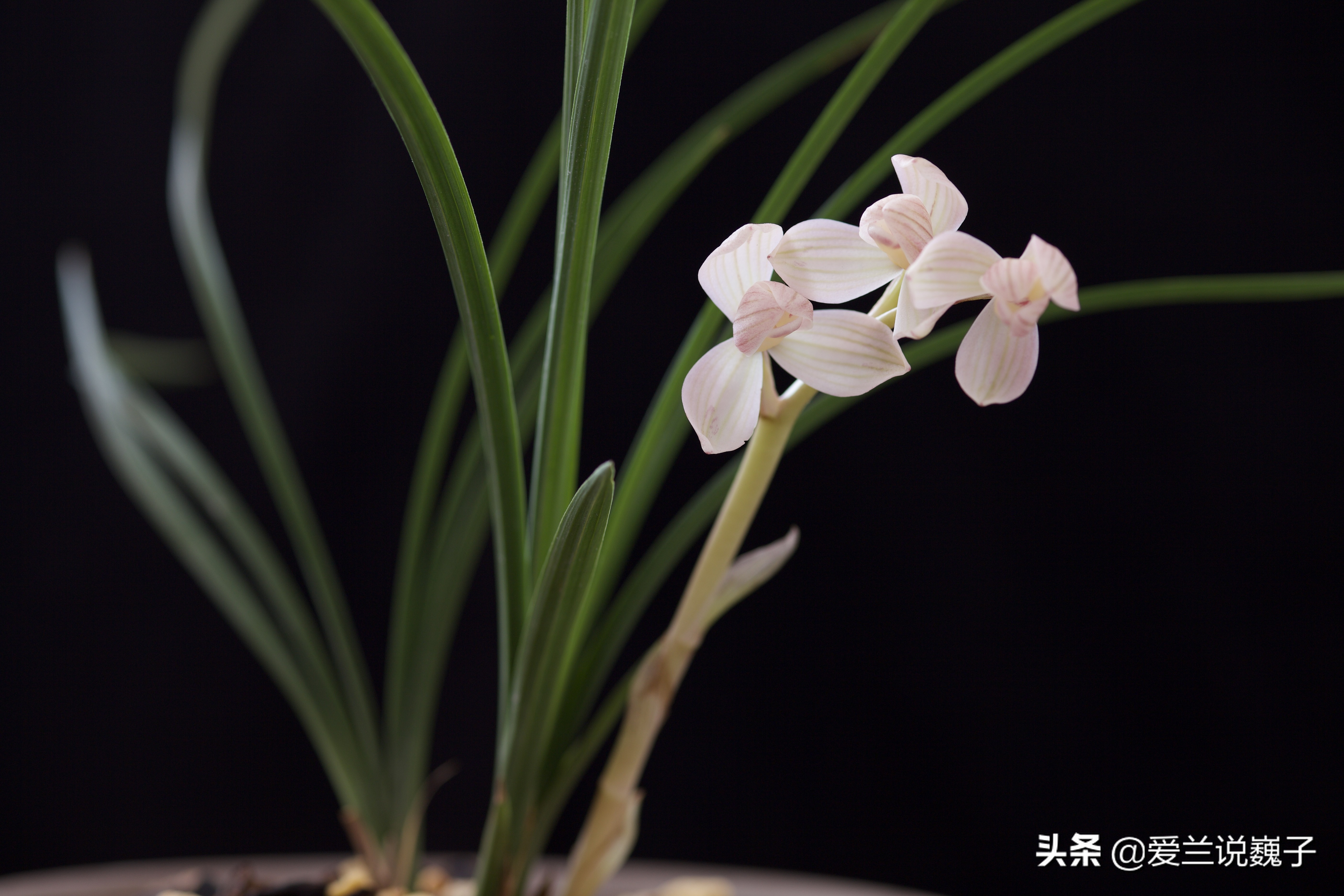 购兰花,买兰花怎么避免骗局呢